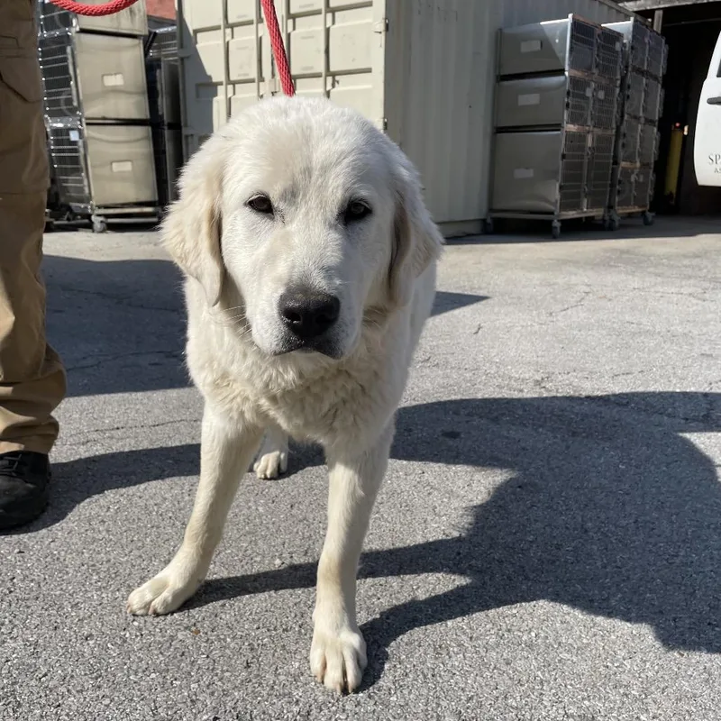A young large-sized female White / Cream Mixed Breed dog named Carmela for adoption in Chattanooga, TN