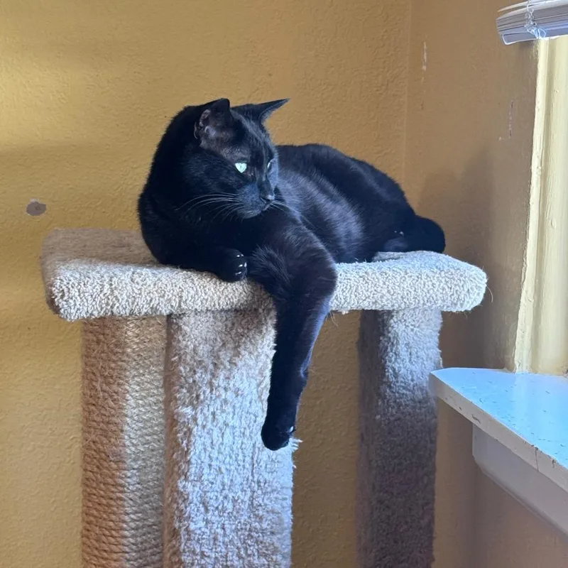 Blackie thumbnail 2