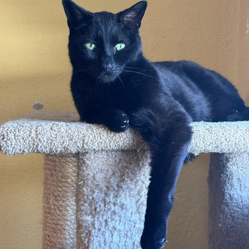 A young large-sized male Black Domestic Short Hair cat named Blackie for adoption in Fenton, MI