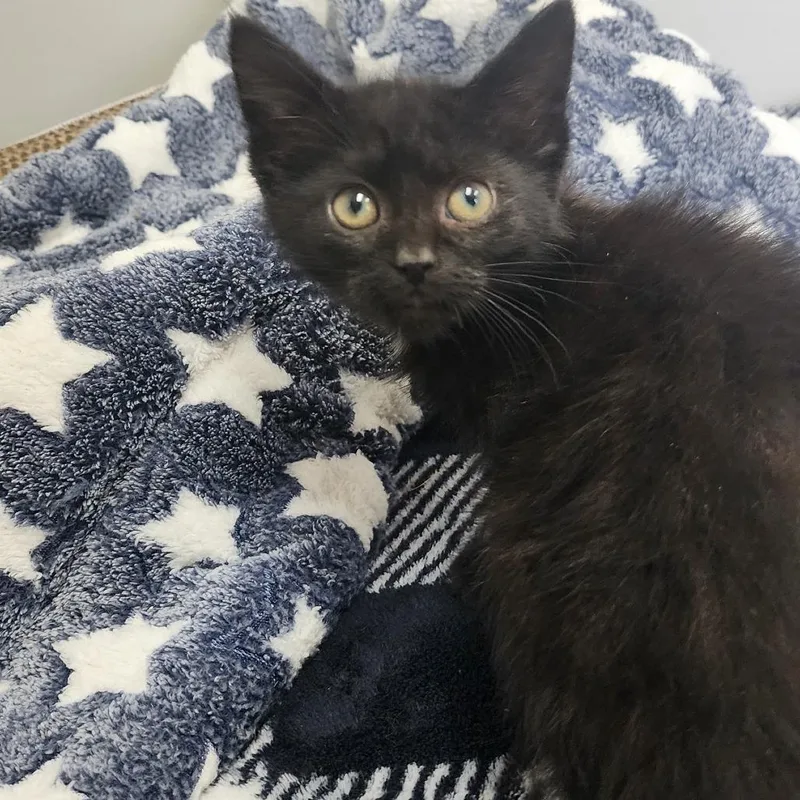 A baby small-sized female Black Domestic Short Hair cat named Vanta for adoption in Toledo, OH