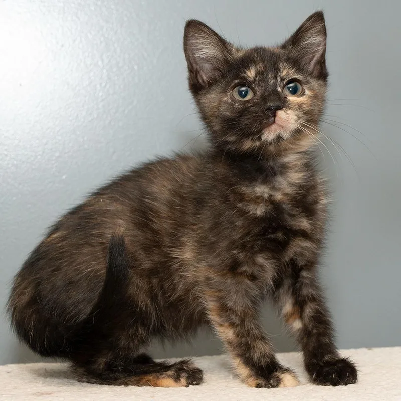 A baby medium-sized female Domestic Short Hair cat named Sundae for adoption in Troy, OH
