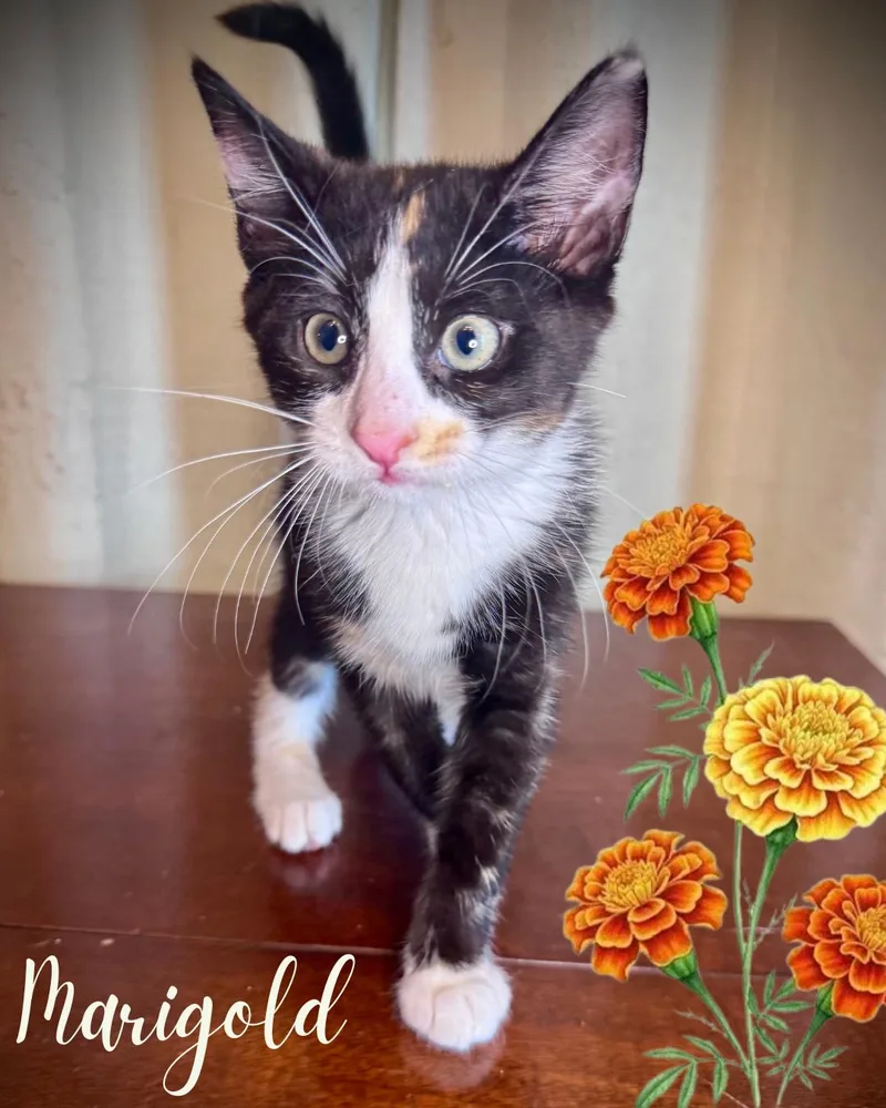 A baby small-sized female Calico Domestic Short Hair cat named Marigold for adoption in Avoca, PA