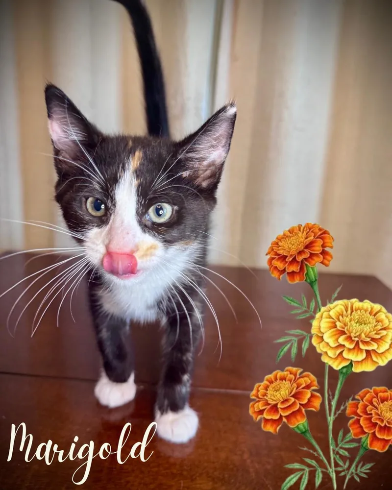 Marigold thumbnail 2