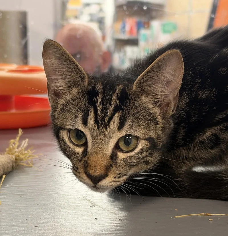 A young medium-sized male Domestic Short Hair cat named Reef for adoption in St. Cloud, FL