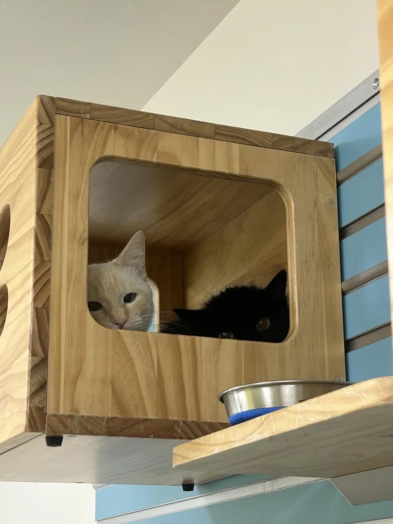 A young medium-sized female Cream / Ivory Domestic Short Hair cat named Pearl for adoption in Homer, AK
