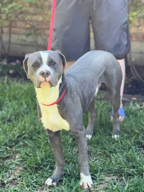Tyson