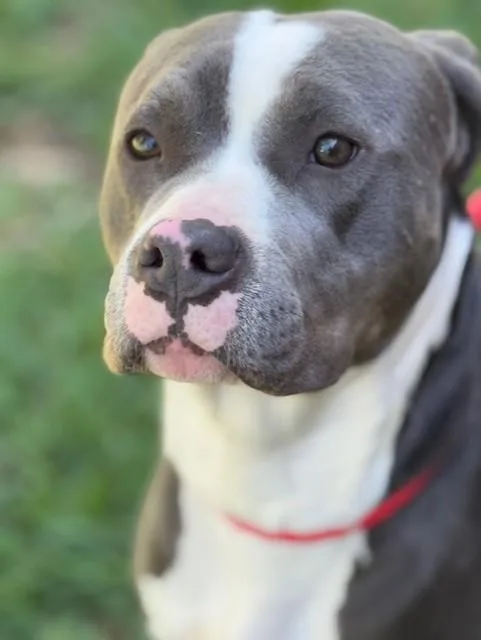 Tyson thumbnail 2