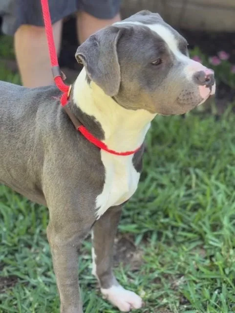 Tyson thumbnail 3