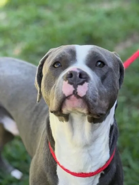 Tyson thumbnail 4