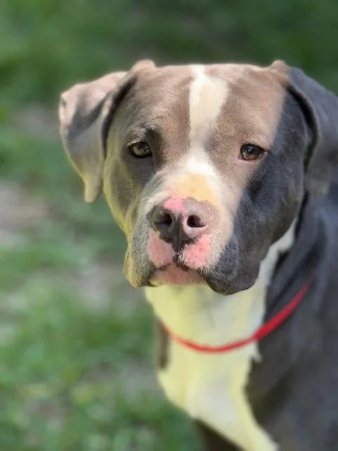 Tyson thumbnail 5