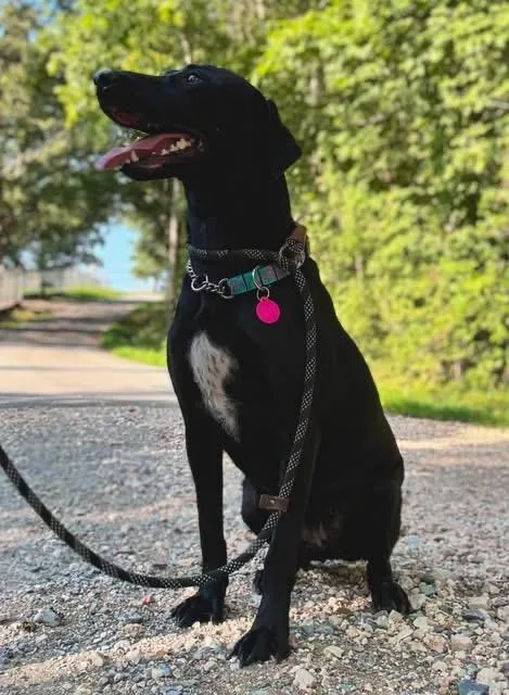 A young medium-sized female Labrador Retriever dog named Eclipse for adoption in Waverly, TN