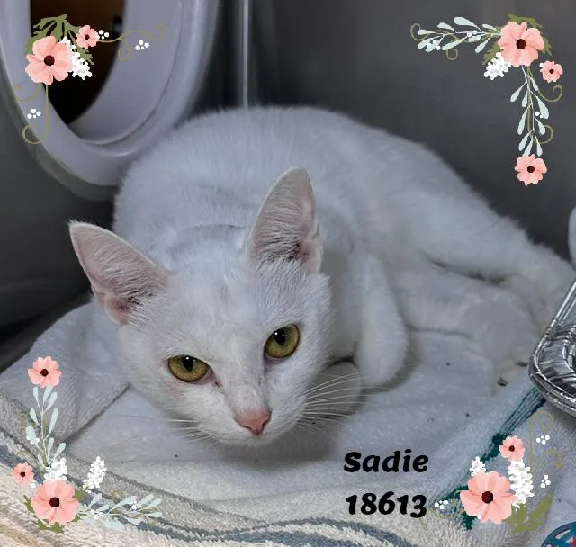 A young medium-sized female White Domestic Short Hair cat named Sadie for adoption in Marietta, GA