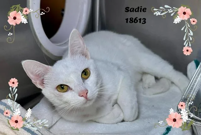 Sadie thumbnail 2