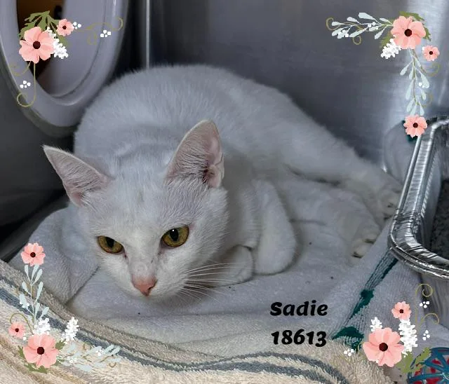 Sadie thumbnail 3