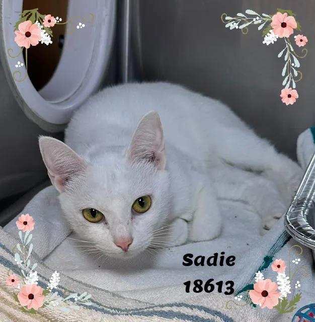 Sadie thumbnail 4