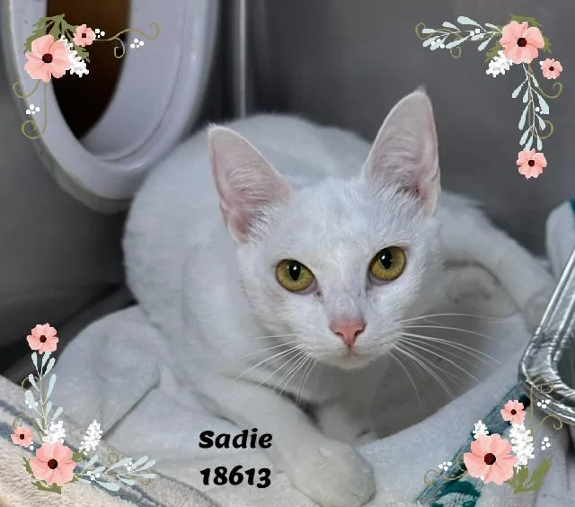 Sadie thumbnail 5