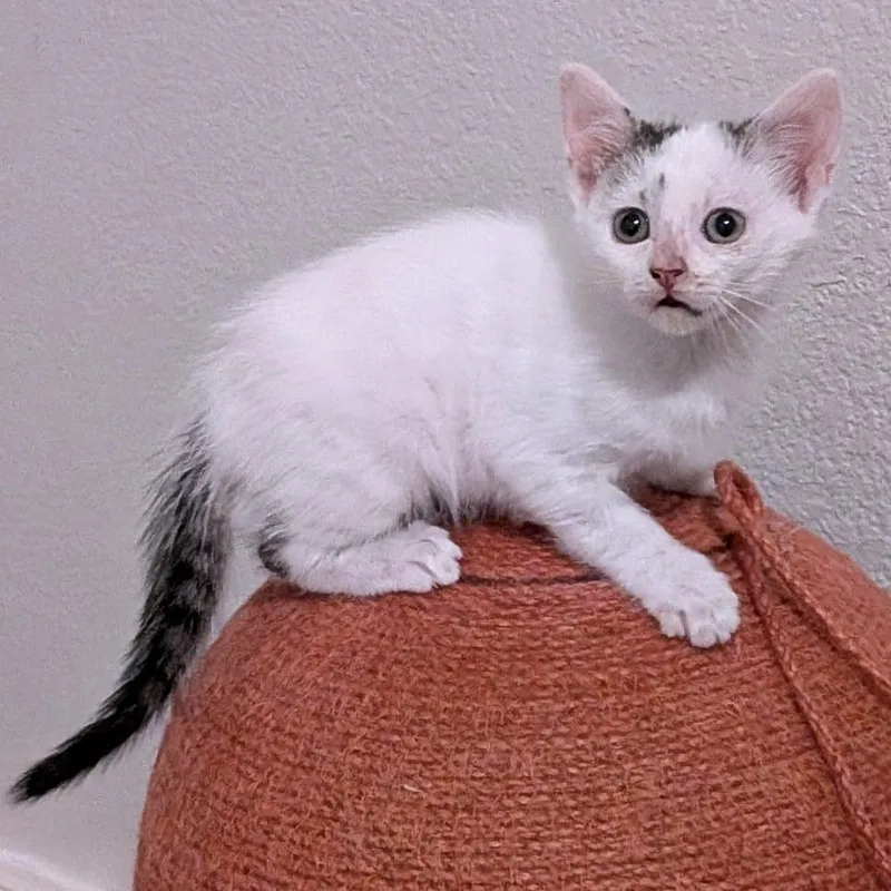 A baby small-sized female White Domestic Short Hair cat named Wonder Ball for adoption in Austin, TX