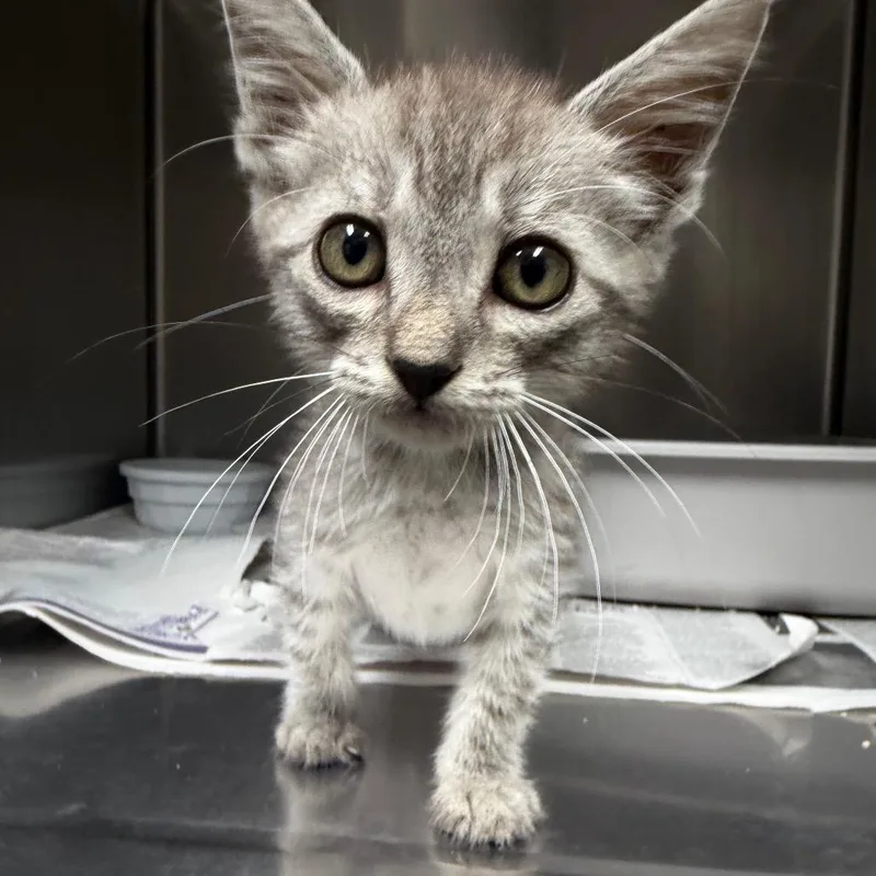 A baby small-sized male Gray / Blue / Silver Domestic Short Hair cat named Nakita for adoption in Bryan, TX