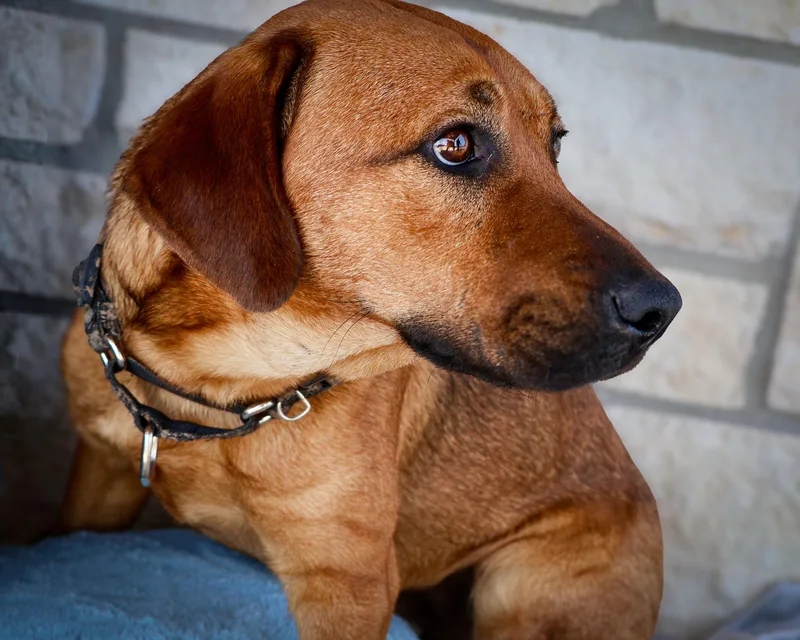 An adult medium-sized male Brown / Chocolate German Shepherd Dog dog named Twix for adoption in Livingston, TX
