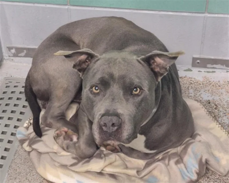 A young large-sized male American Staffordshire Terrier dog named Jeremy for adoption in Houston, TX