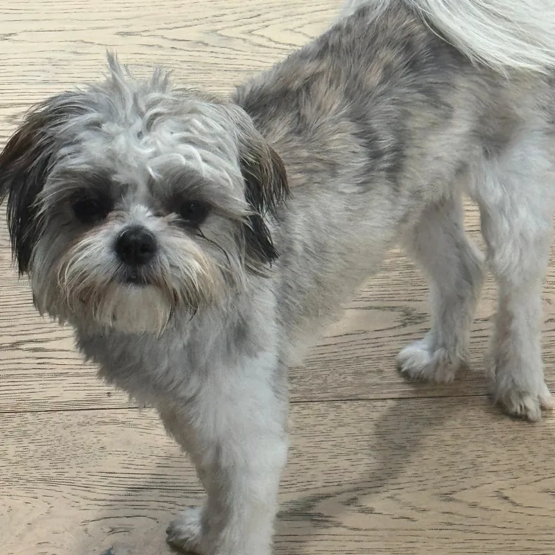 A young small-sized female Gray / Blue / Silver Shih Tzu dog named Ms. Gorgeous Lili for adoption in Ridgefield, WA