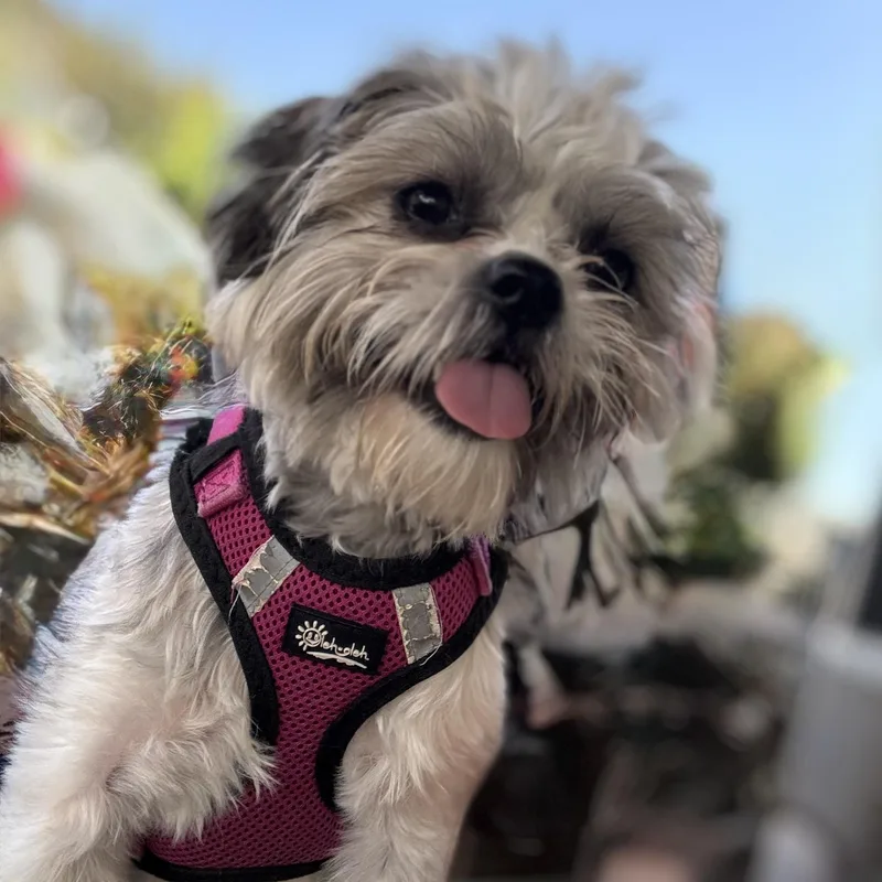 Ms. Gorgeous Lili thumbnail 4
