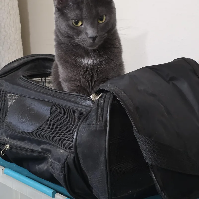 A young medium-sized female Gray / Blue / Silver Domestic Short Hair cat named Jazz for adoption in Chicago, IL