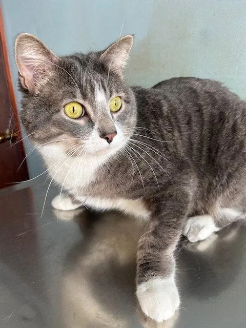 An adult medium-sized male Gray & White Domestic Short Hair cat named Gregor for adoption in Kansas City, MO