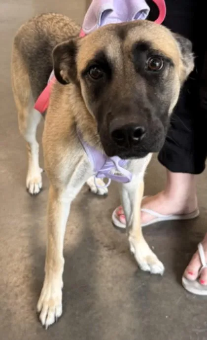 A young medium-sized female German Shepherd Dog dog named Marigold for adoption in Chatsworth, CA