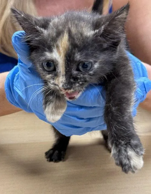 A baby medium-sized female Domestic Short Hair cat named Calypso for adoption in Herndon, VA