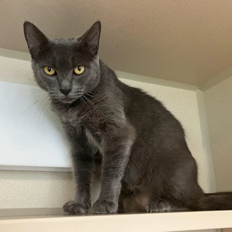 A young medium-sized female Gray / Blue / Silver Domestic Short Hair cat named Luna for adoption in Eatontown, NJ