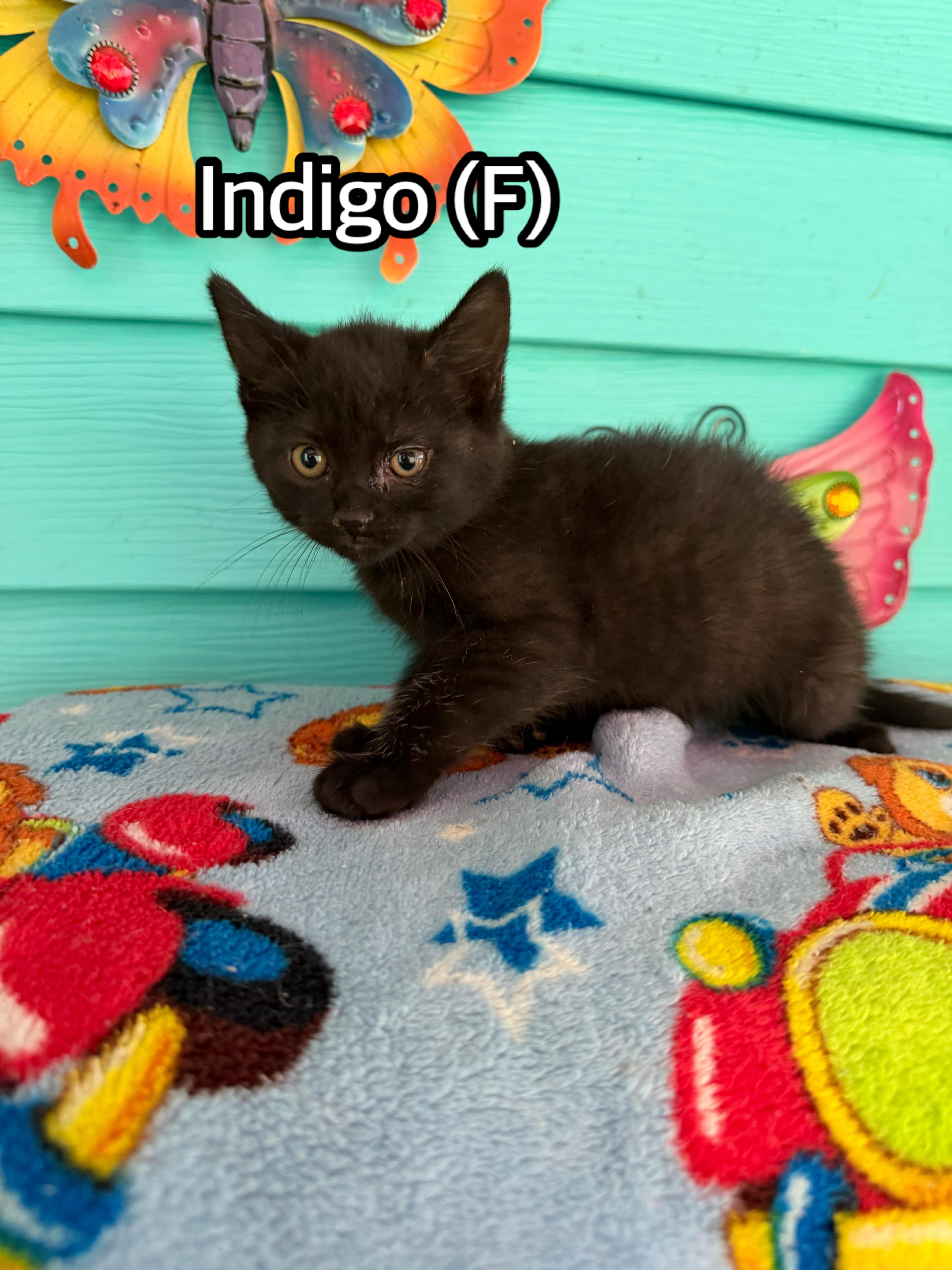 A baby medium-sized female Black Domestic Short Hair cat named Indigo for adoption in Hermitage, PA