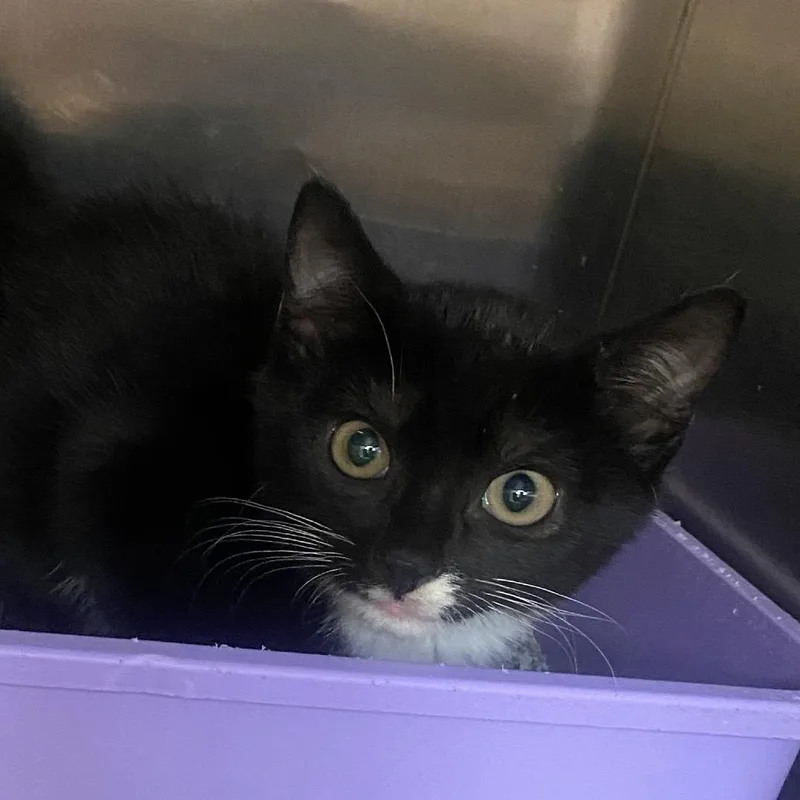 A baby small-sized male Black Domestic Short Hair cat named Goofy for adoption in Columbus, GA