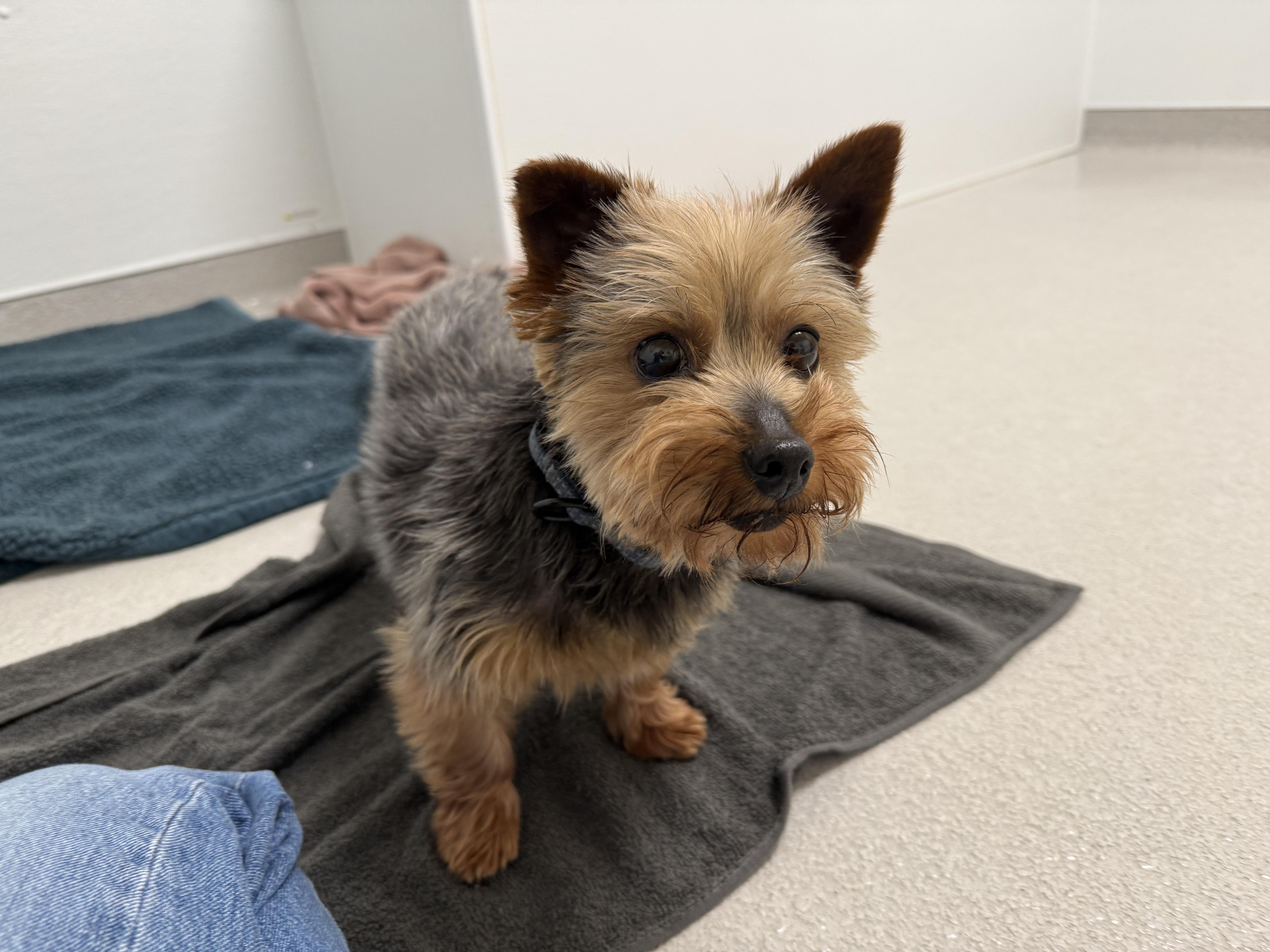 An adult small-sized female Yorkshire Terrier dog named Stormy for adoption in Evanston, IL