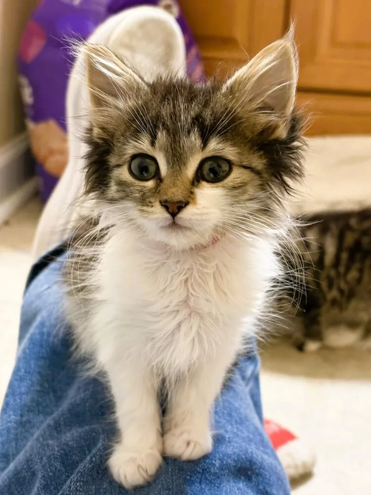 A baby small-sized female Gray & White Domestic Short Hair cat named Nelly for adoption in Mooresville, NC