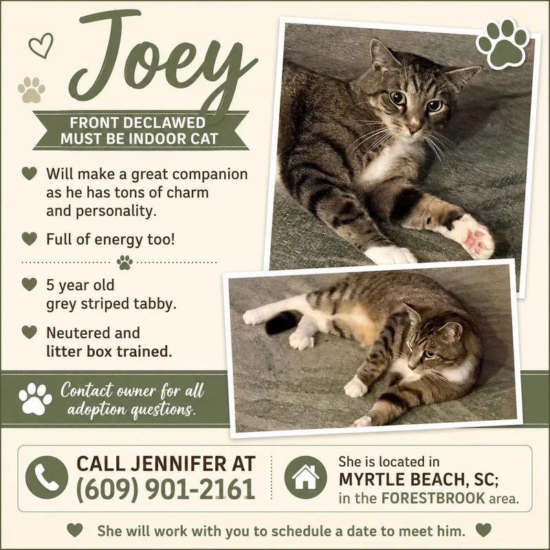 Joey thumbnail 3