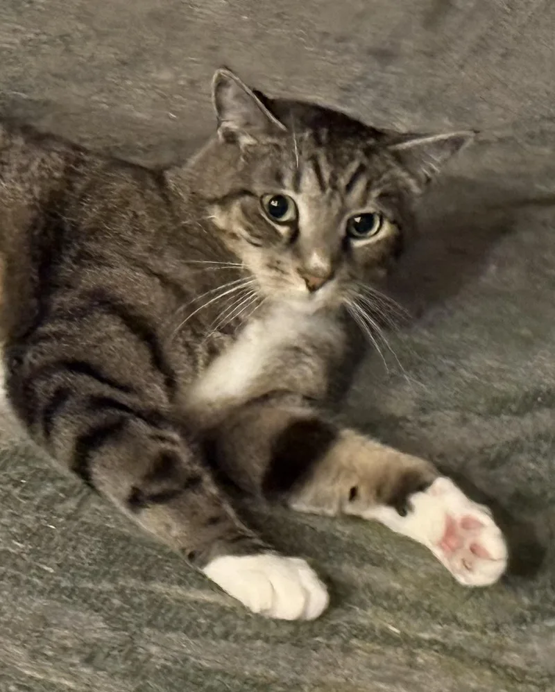 Joey thumbnail 4