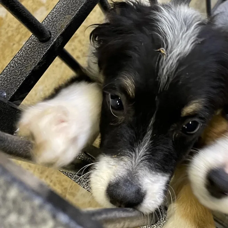 Buttercup thumbnail 2