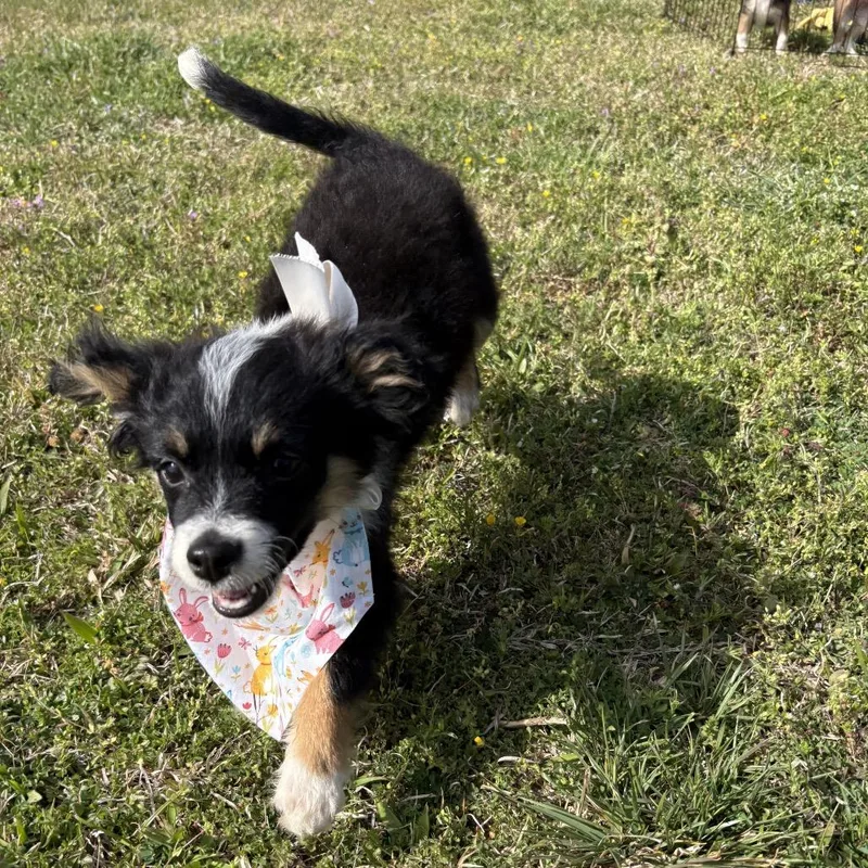 Buttercup thumbnail 3