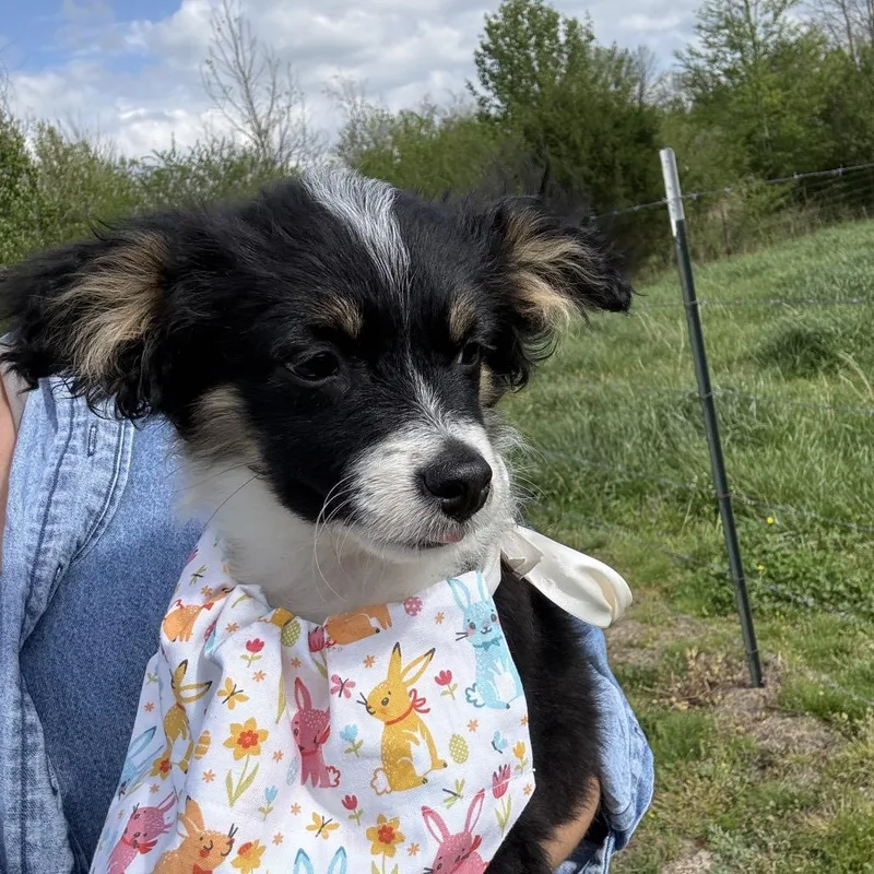 Buttercup thumbnail 4