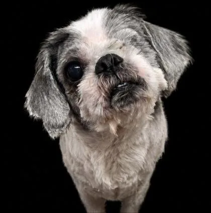 An adult small-sized male Shih Tzu dog named Benny for adoption in Malvern, PA
