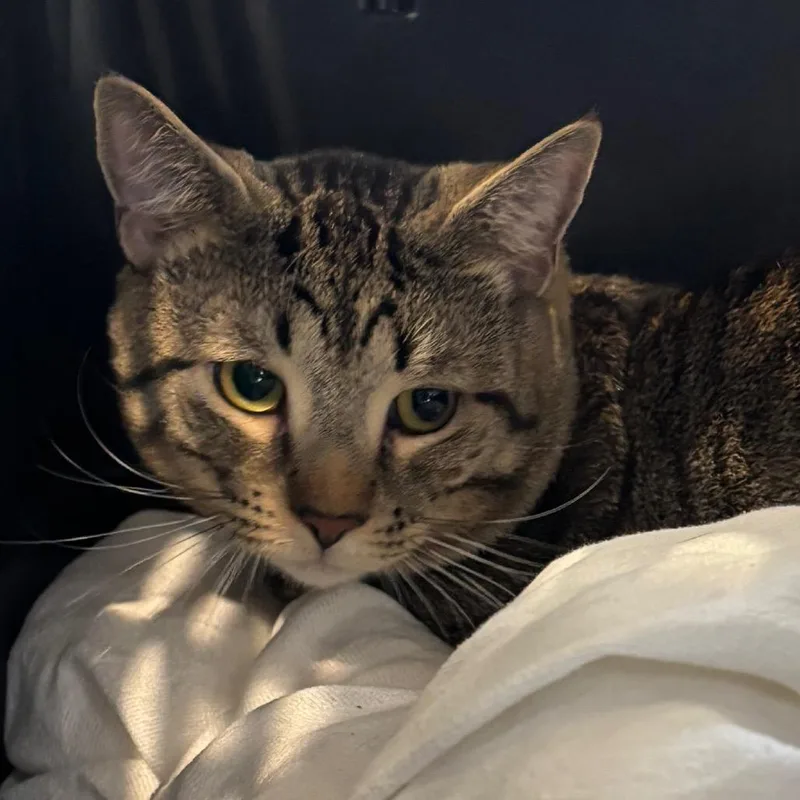 An adult large-sized male Brown / Chocolate Domestic Short Hair cat named Jaspurr for adoption in Allentown, PA