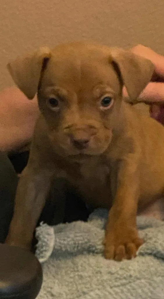 A baby small-sized male Mixed Breed dog named Gino for adoption in Ocala, FL
