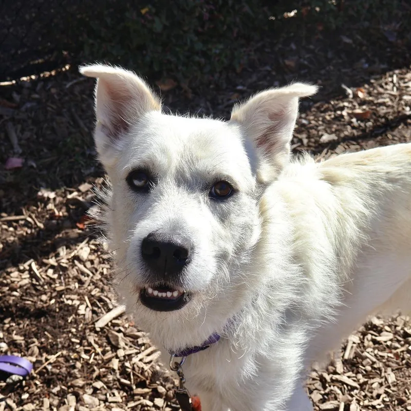 An adult small-sized male White / Cream Australian Shepherd dog named Larry for adoption in Briarcliff Manor, NY