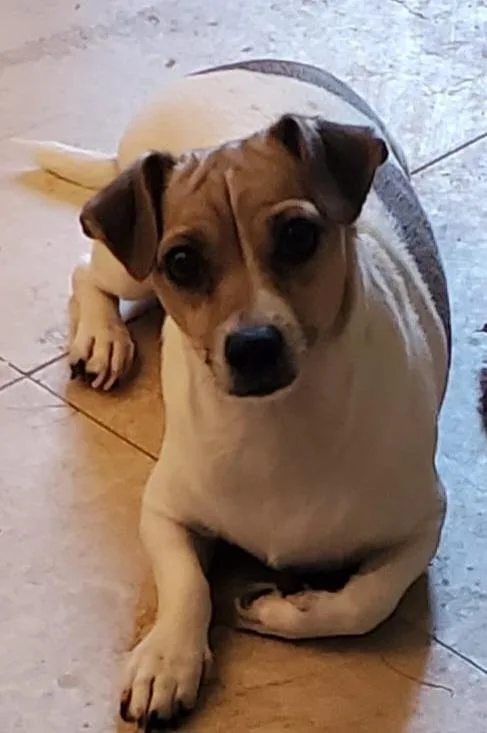 An adult small-sized male Yellow / Tan / Blond / Fawn Chihuahua dog named Mix for adoption in Glendale, AZ
