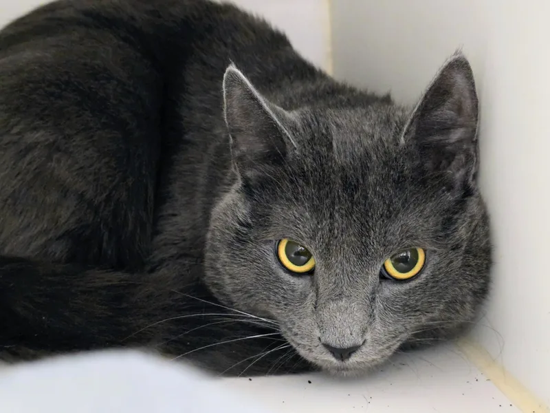An adult large-sized male Domestic Short Hair cat named Oliver for adoption in Amityville, NY