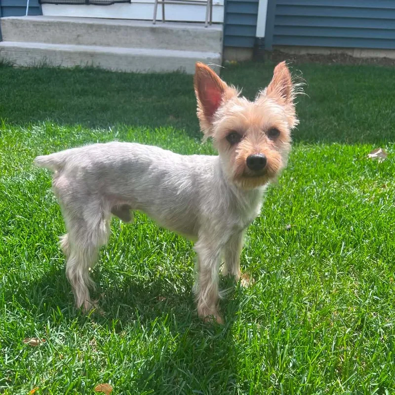 An adult small-sized male Red / Chestnut / Orange Mixed Breed dog named Paco for adoption in DeKalb, IL