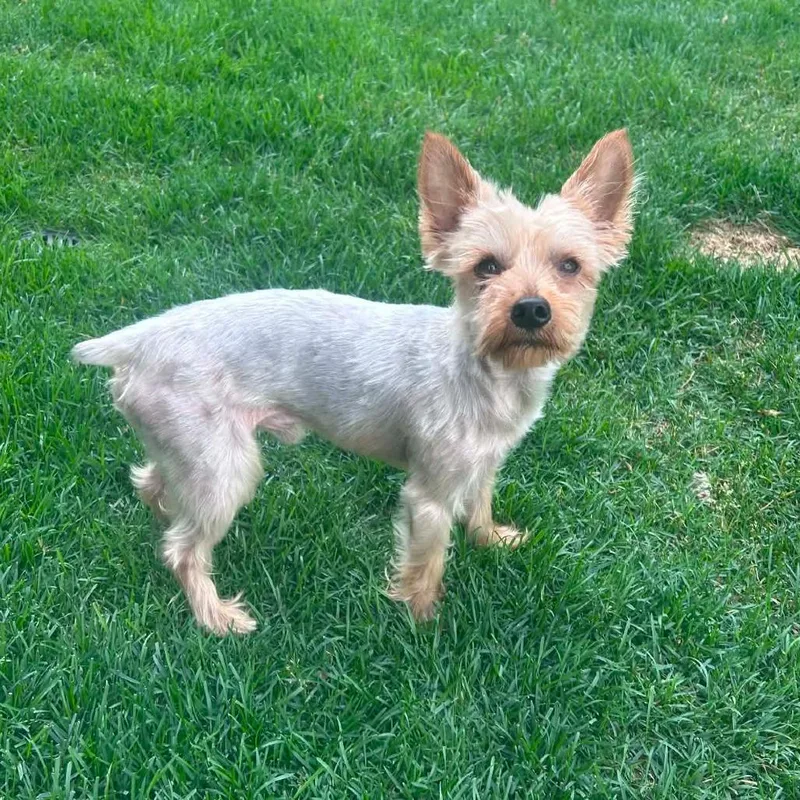 Paco thumbnail 3