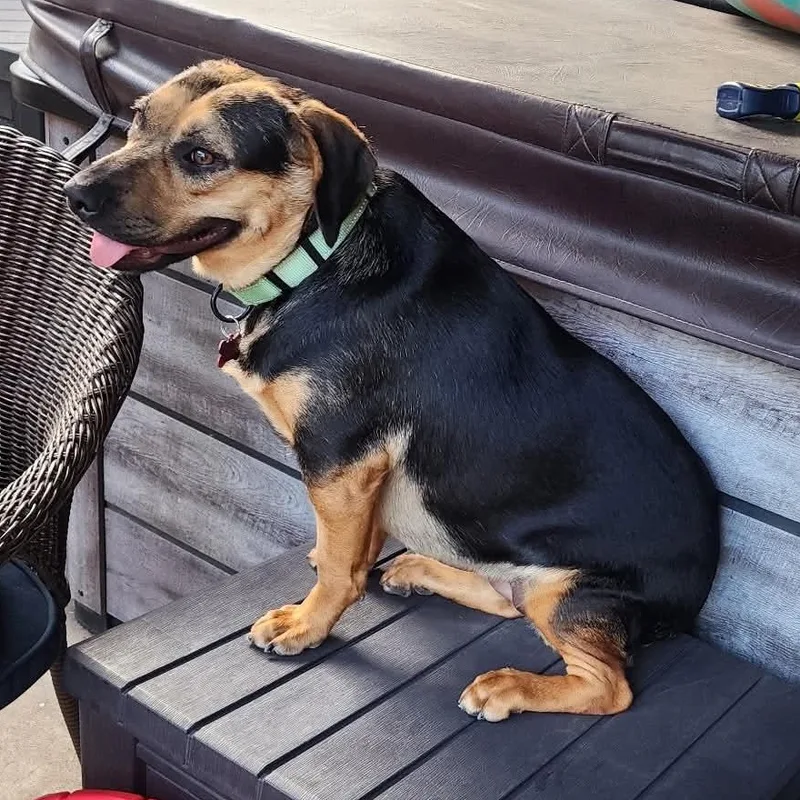 A young medium-sized female Black Beagle dog named Tiny for adoption in Houston, TX