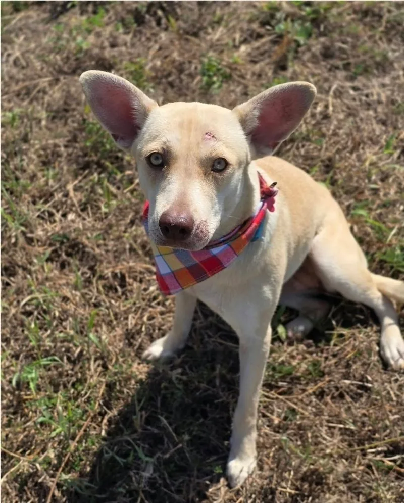 A young medium-sized female Corgi dog named Blair for adoption in Sedalia, CO
